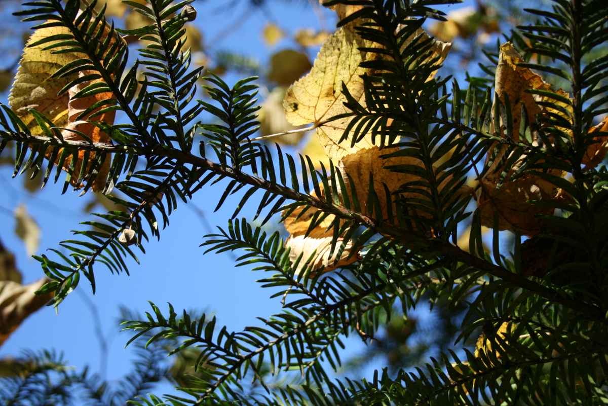 Herbstwanderung an der Sitter