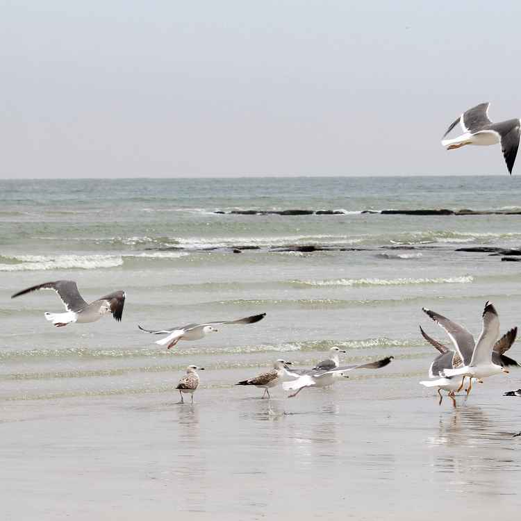 Oman - Vögel am Strand