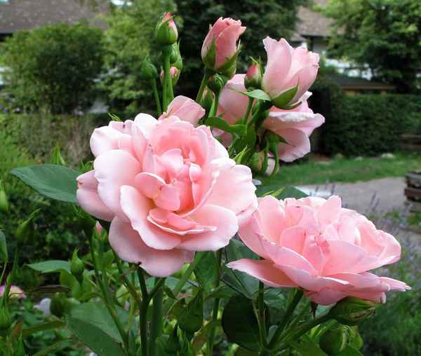 Die letzten Rosen
