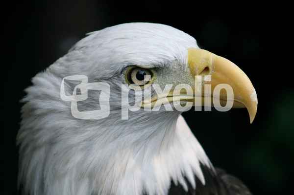 weisskopfseeadler...2..