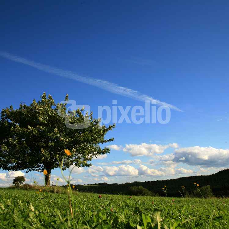 Himmelswiese_3