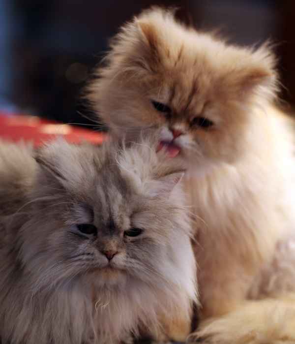 Ich habe Dich lieb...