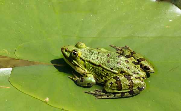 Teichfrosch auf Seerosenblatt