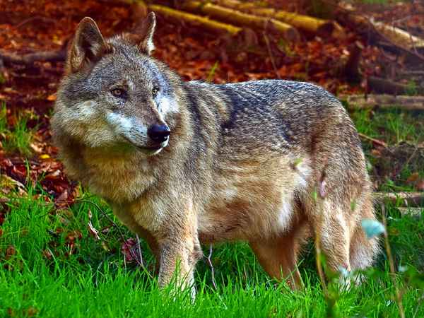 Wolf