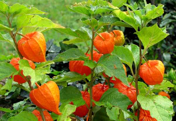 Lampions leuchten trotz Regen