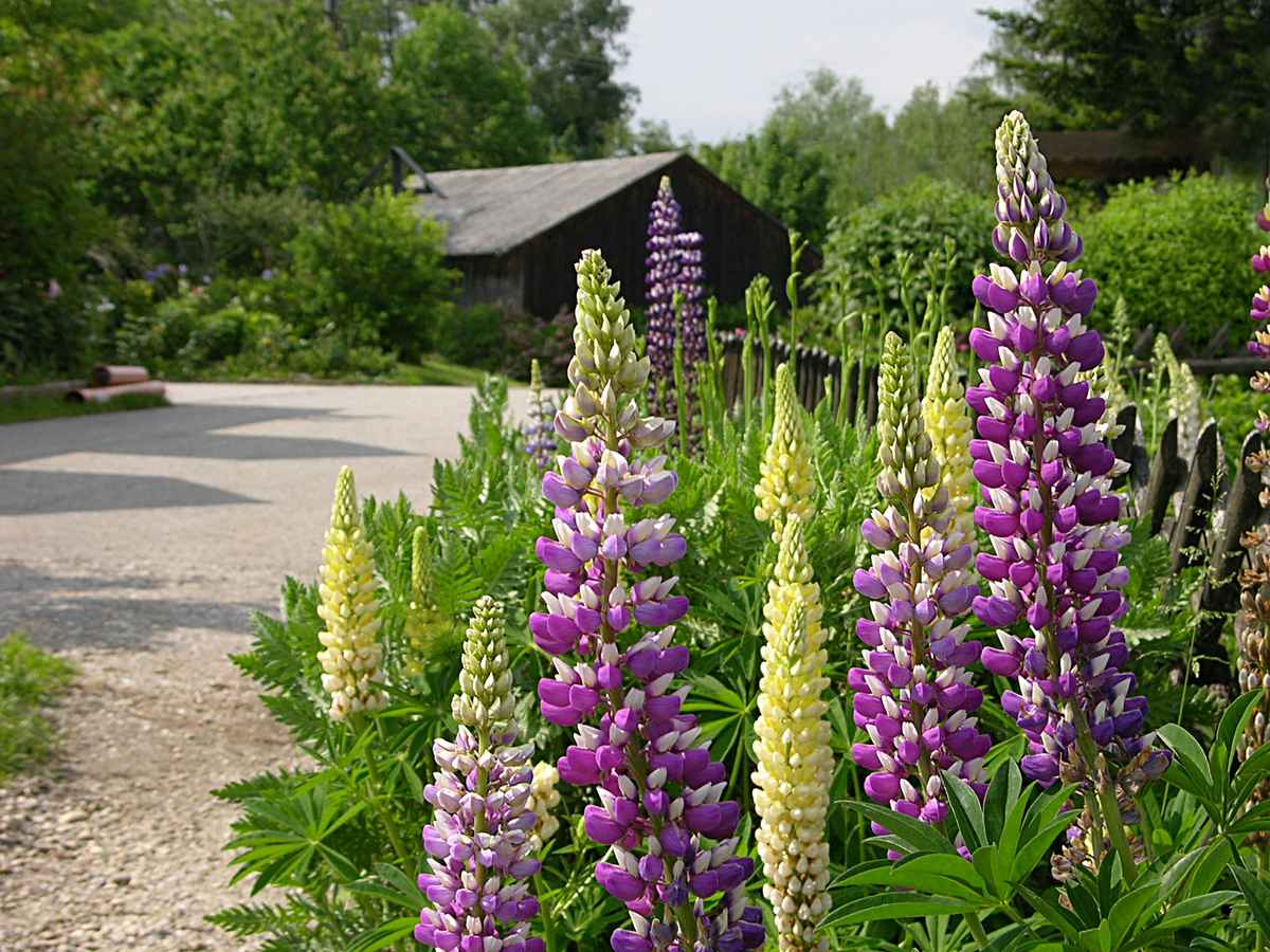 Lupinenblüte