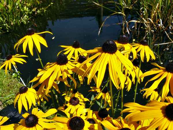 Einstimmung auf den Sommer 2