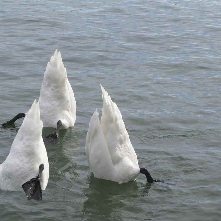Köpfchen in das Wasser,Schwänzchen in die Höh