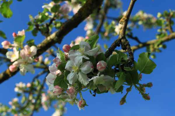 Apfelblüte III