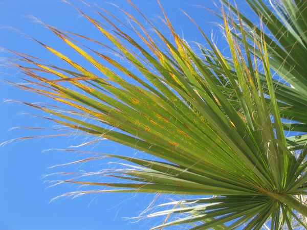 Palmwedel