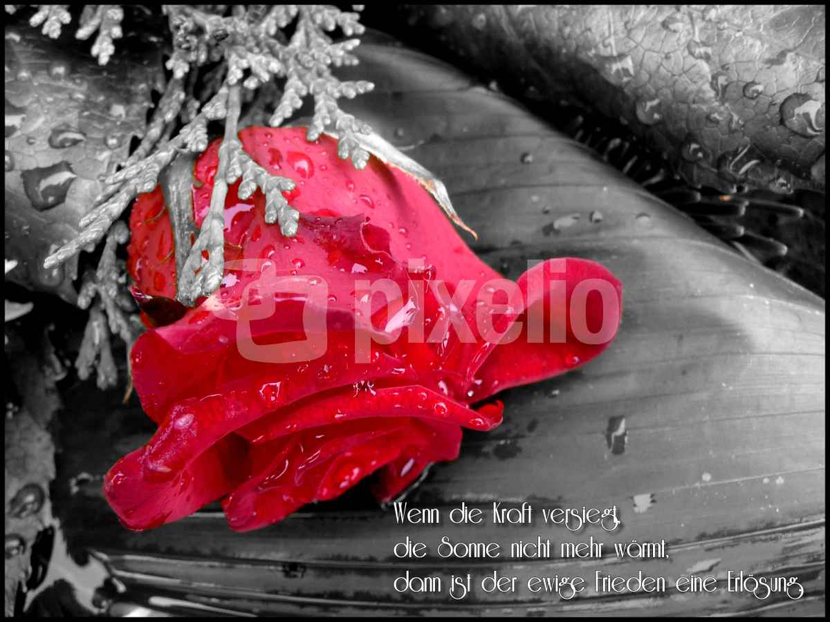 Trauerkarte Rose