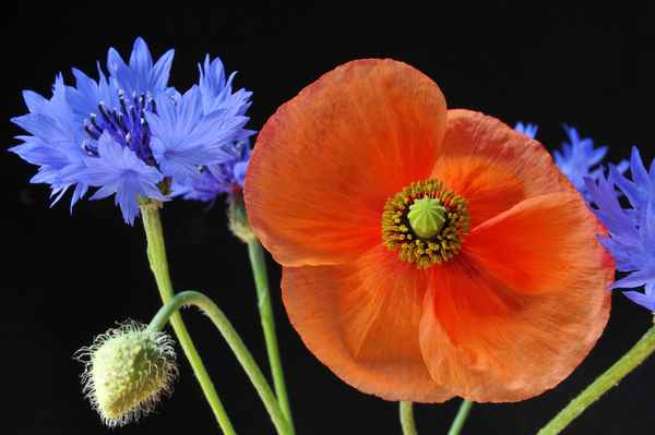 Klatschmohn 2017