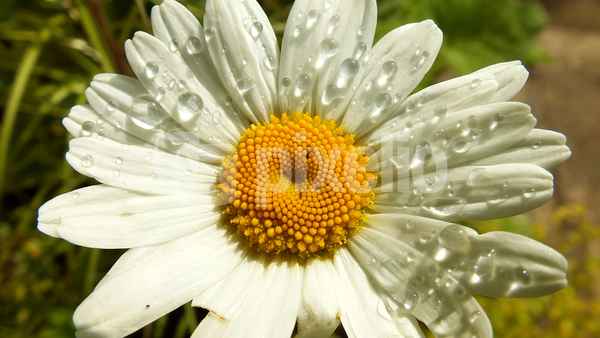 margerite im regen