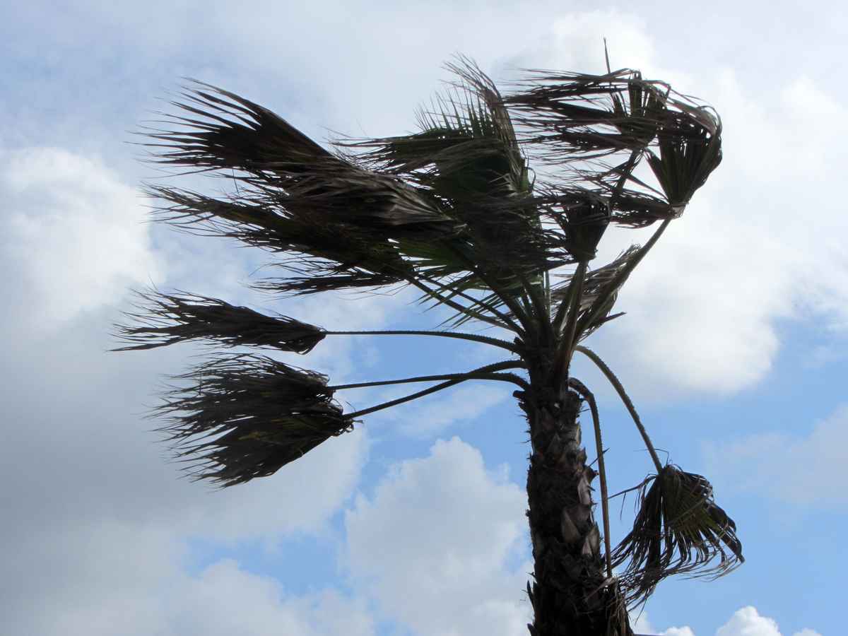 Palme
