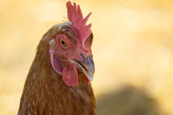 Huhn