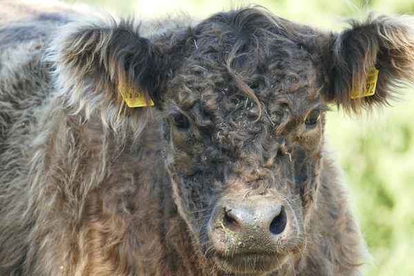 Junges Galloway Rind