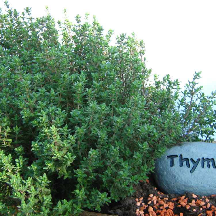 Thymian