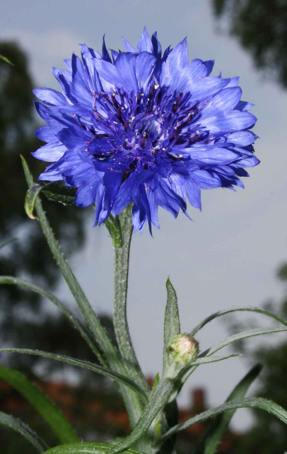 Kornblume im  Balkonkasten 3