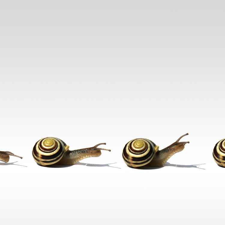 HainschnirkelSchneckenAlarm.