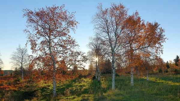 Waldgrenze