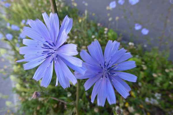 Blumen am Wegrand / 2