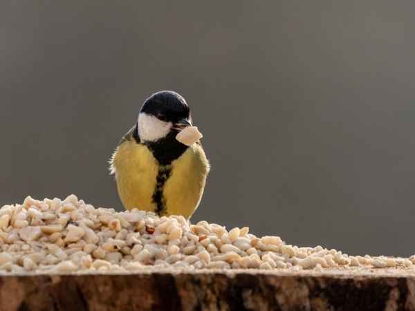 Jetzt hab ich aber den Schnabel voll ...