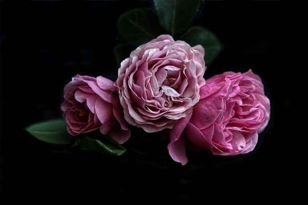 drei rote Rosen
