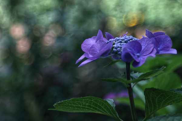 blaue Hortensie