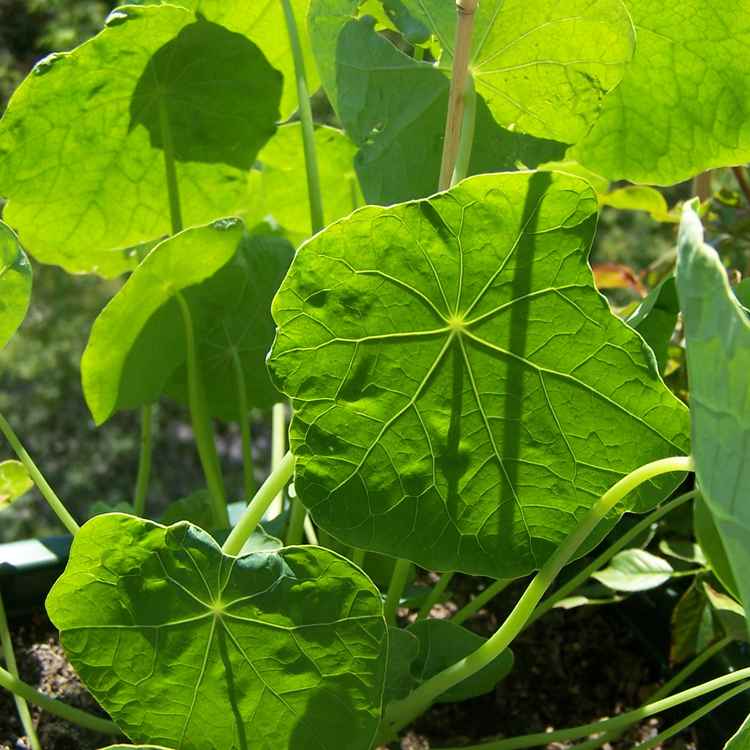 Kapuzinerkresse ohne Blüten