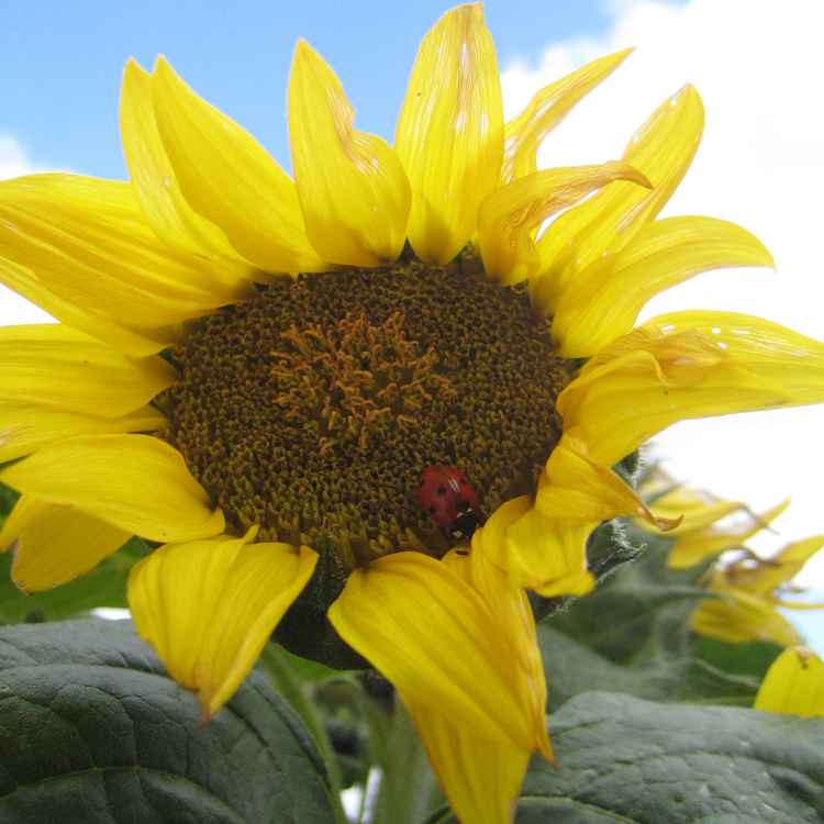 ein Platz an der Sonne