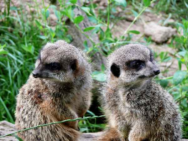 Erdmännchen