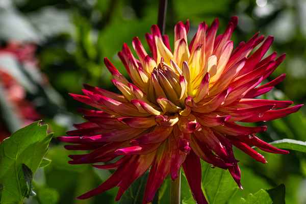 Dahlie auf der Insel Mainau