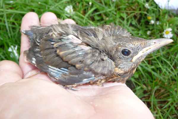 Junge Amsel