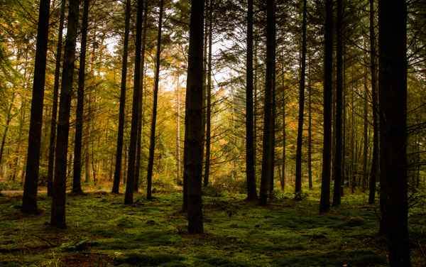 Der Wald die grüne Lunge unserer Erde