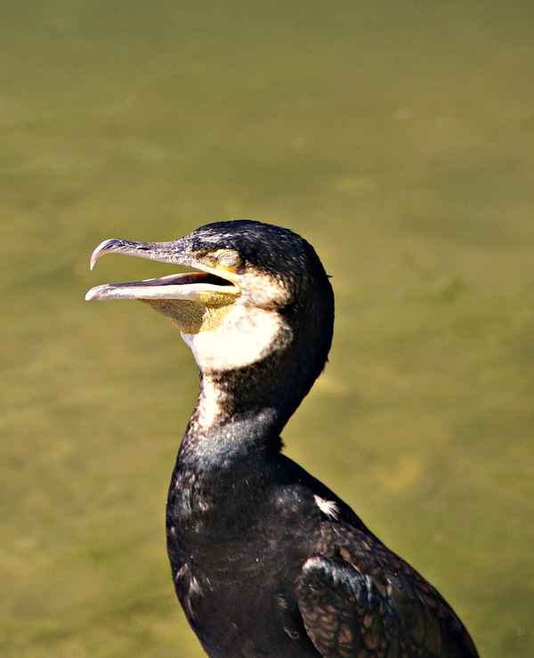 Kormoran