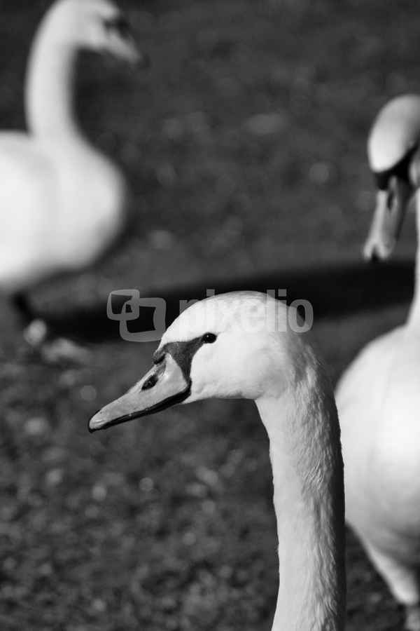 Schwan