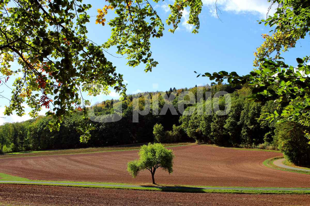Waldblick