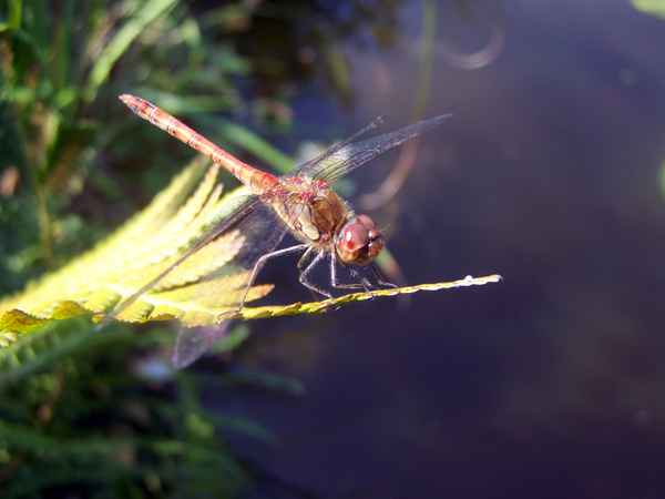 Libelle an unserem Teich