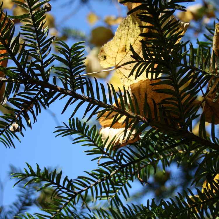 Herbstwanderung an der Sitter