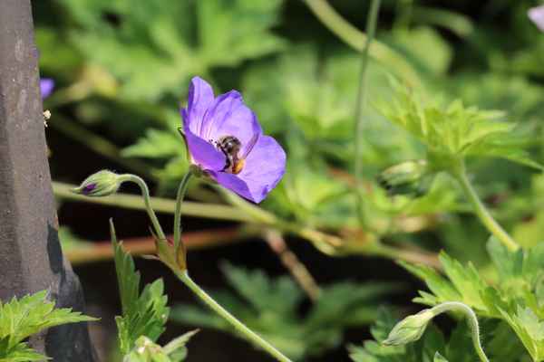 Flei&szlig;iges Bienchen