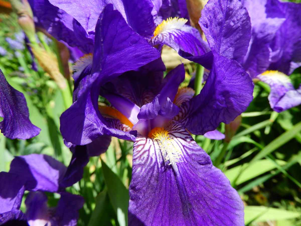 Violette Blüte