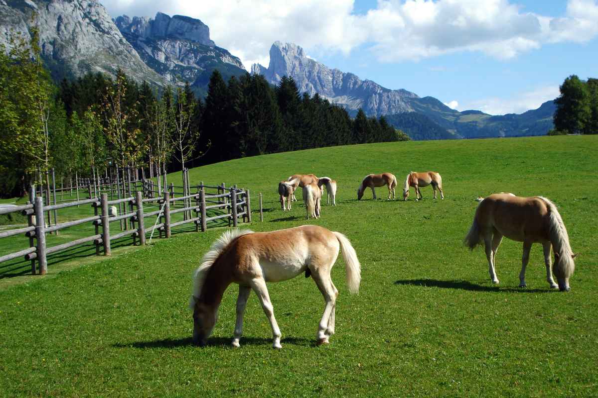 Auf der Weide