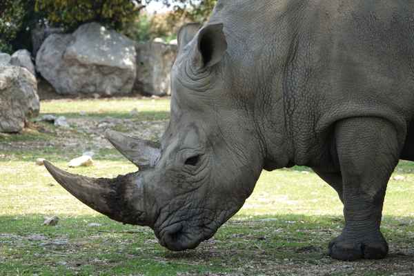 Weisses Nashorn