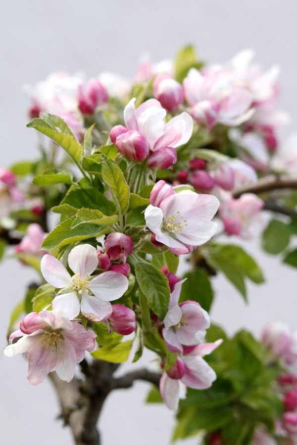 apfelblüten