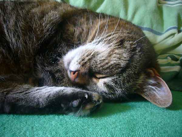 Schmusekatze - Ferris2