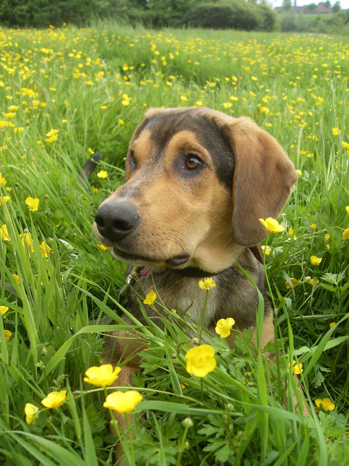 Mylo im Butterblumenland