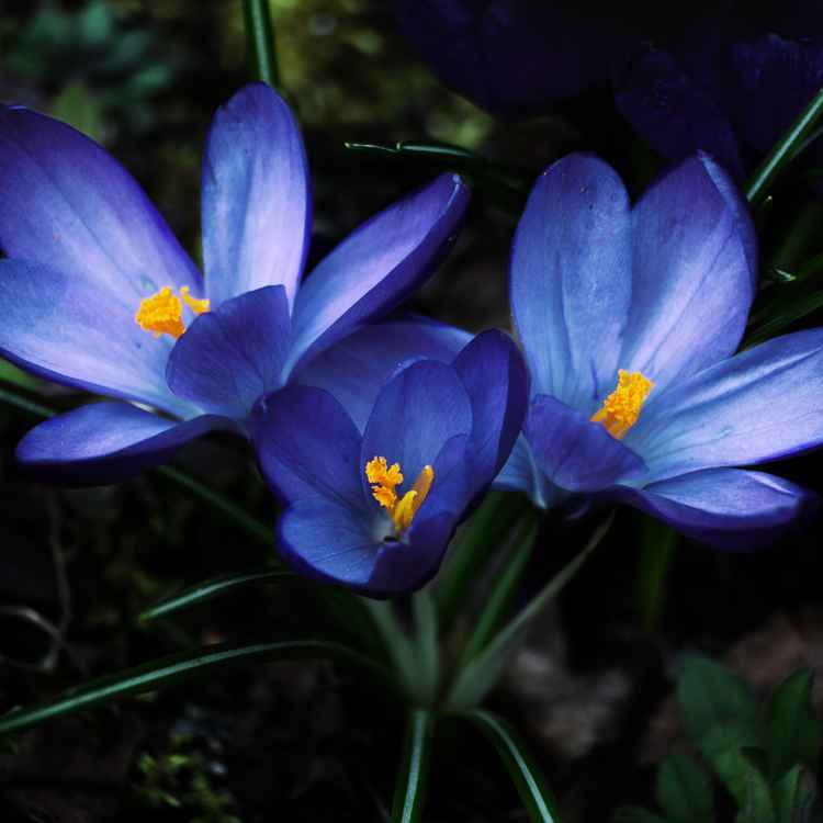 Trio I