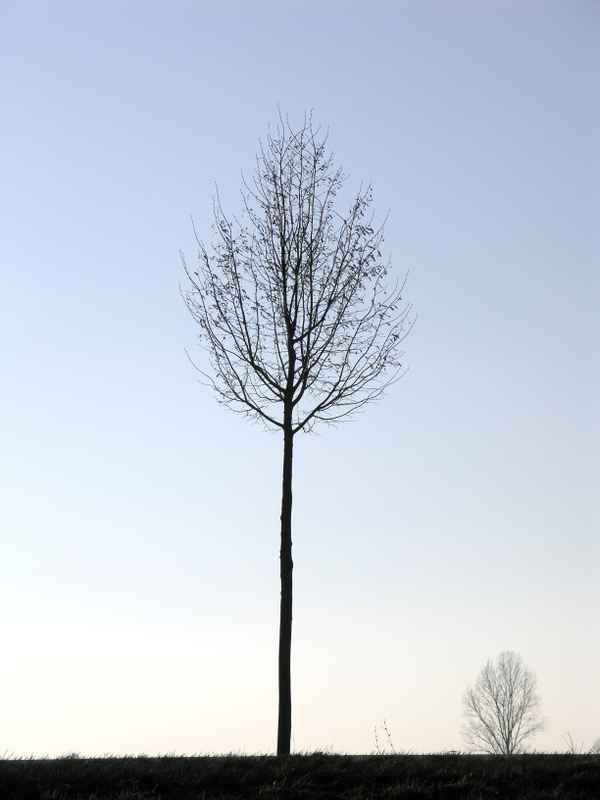 Baum in Winterstimmung