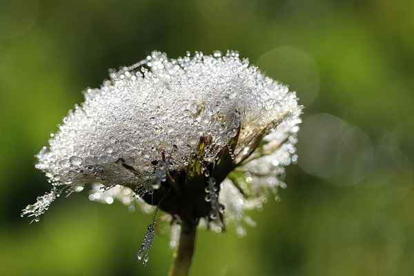 pusteblume im morgentau