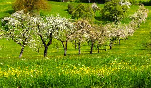 Streuobstwiese im Frühling